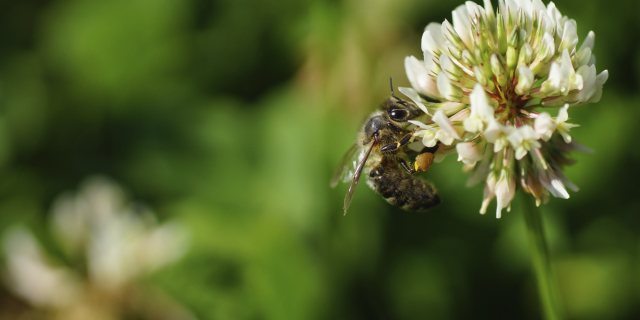 Honig- und Wildbienen fördern - einfach gemacht?